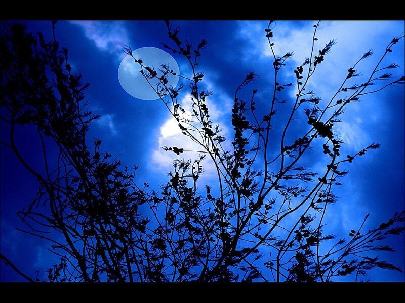 Moonlit branches silhouette
