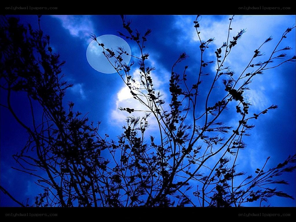 Moonlit branches silhouette