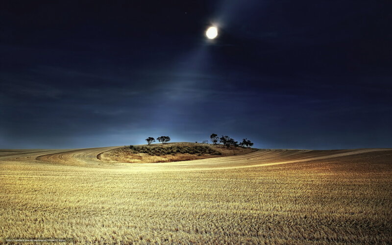 Moonlit Field with Trees