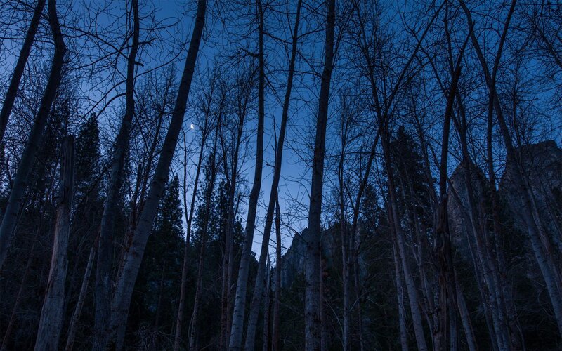 Moonlit Forest at Dusk — Blue