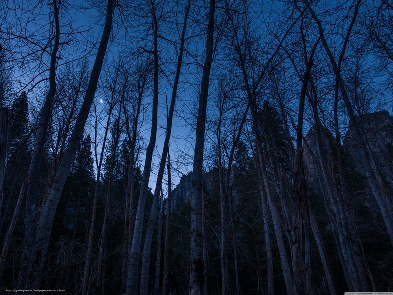 Moonlit forest at dusk