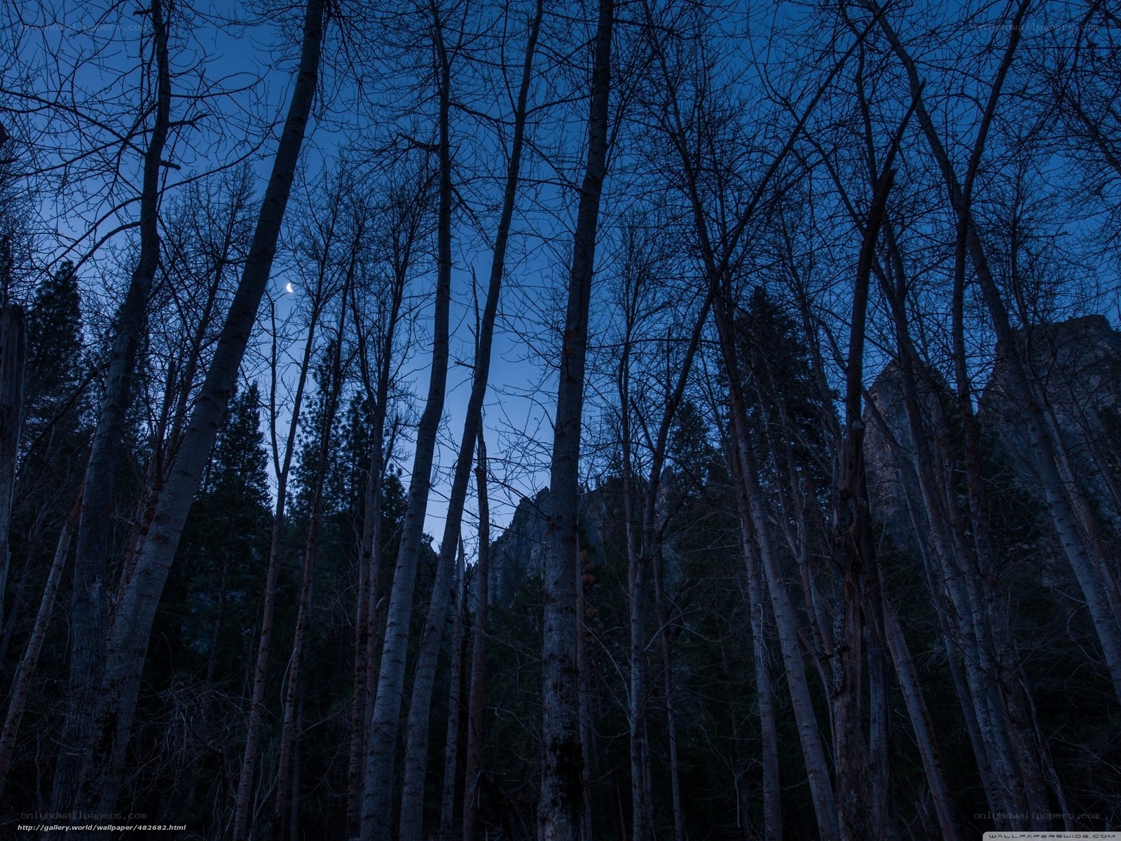 Moonlit forest at dusk