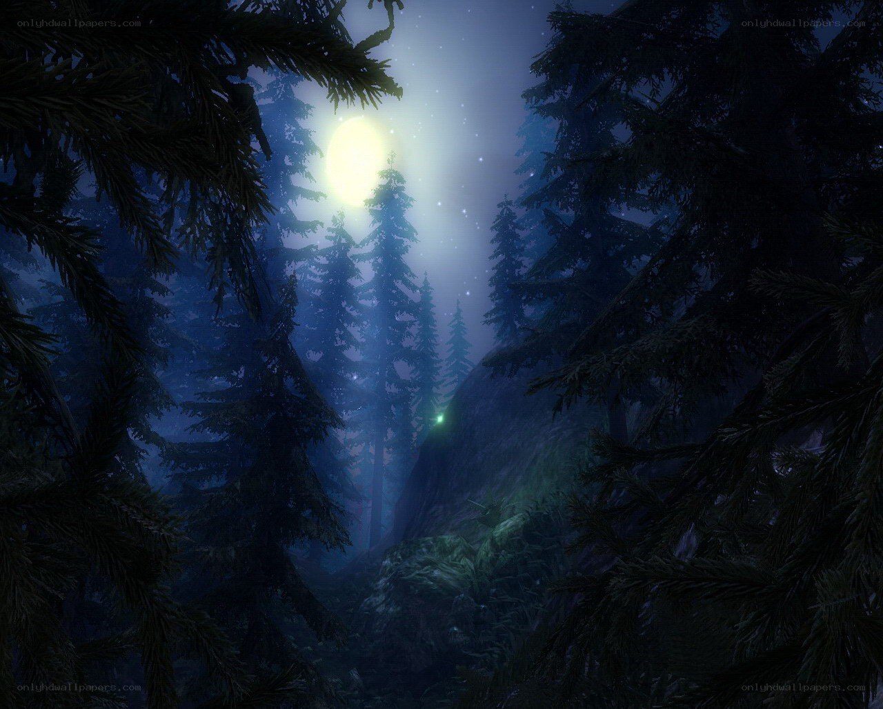 Moonlit forest at night