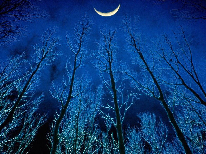 Moonlit forest at night