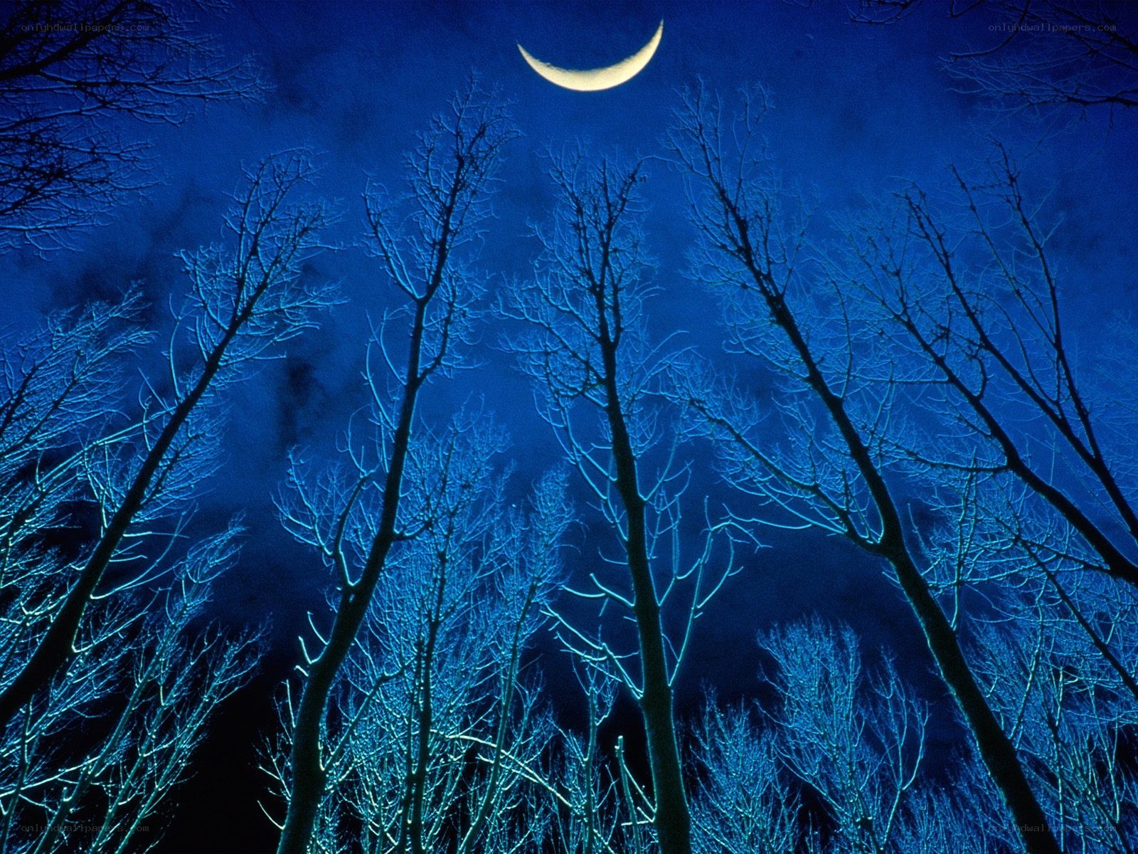 Moonlit forest at night