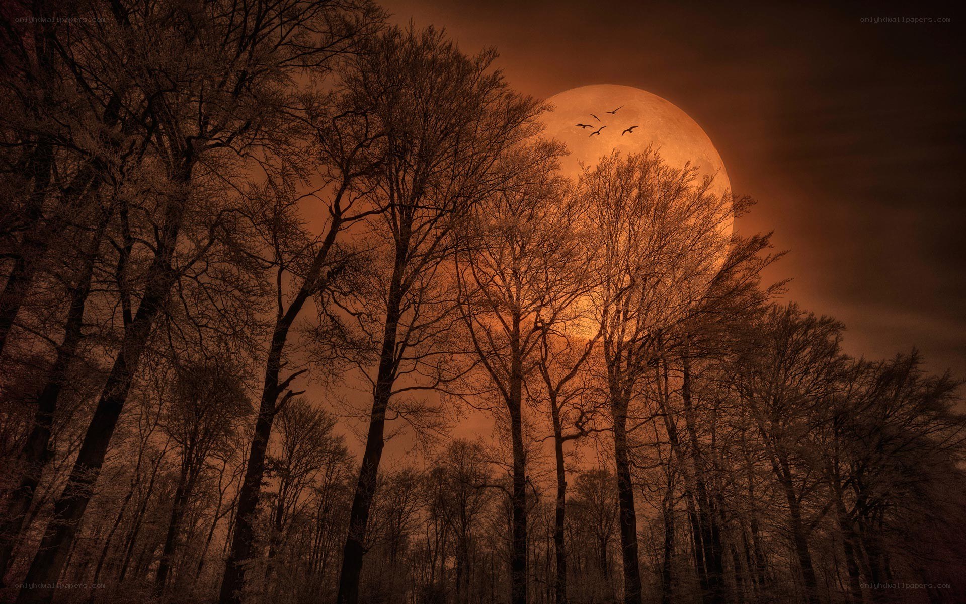 Moonlit forest at night
