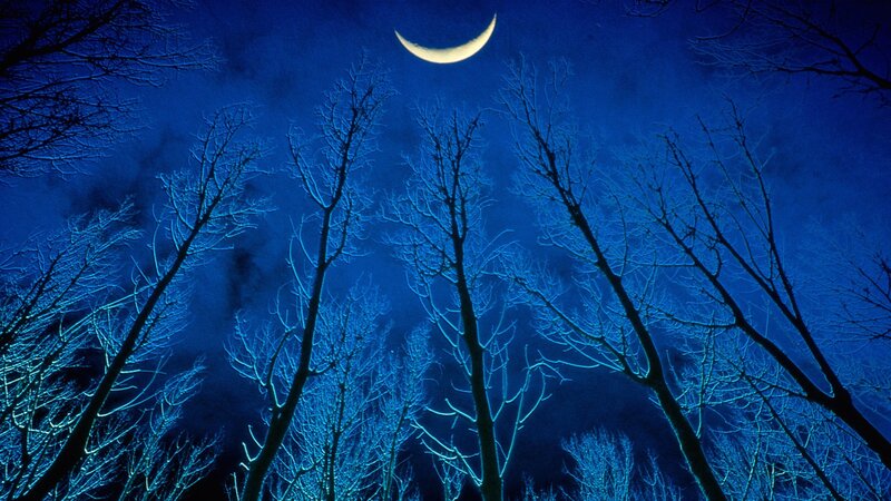 Moonlit forest at night