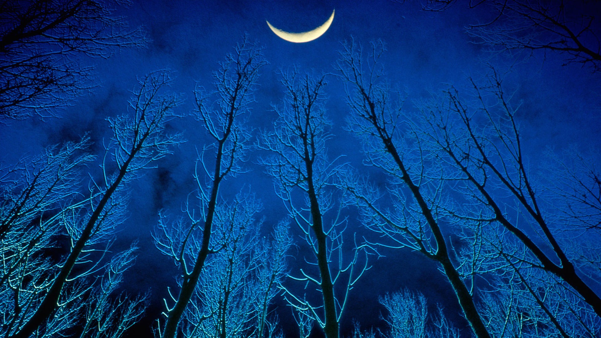 Moonlit forest at night