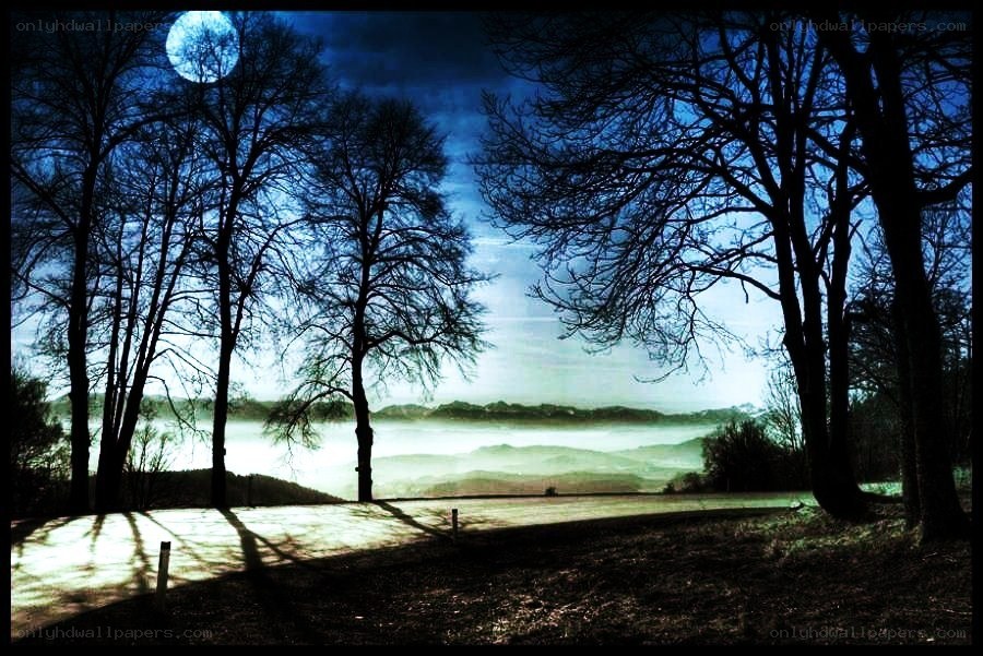 Moonlit forest at night