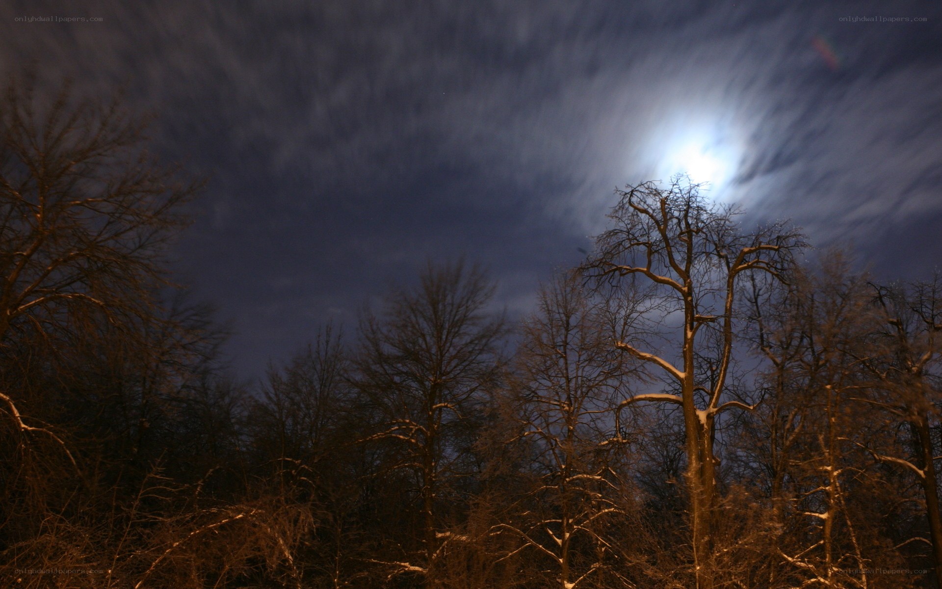 Moonlit forest at night