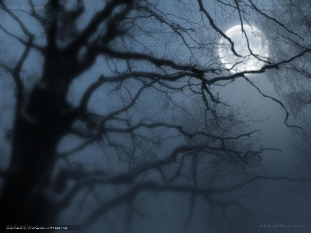 Moonlit forest at night