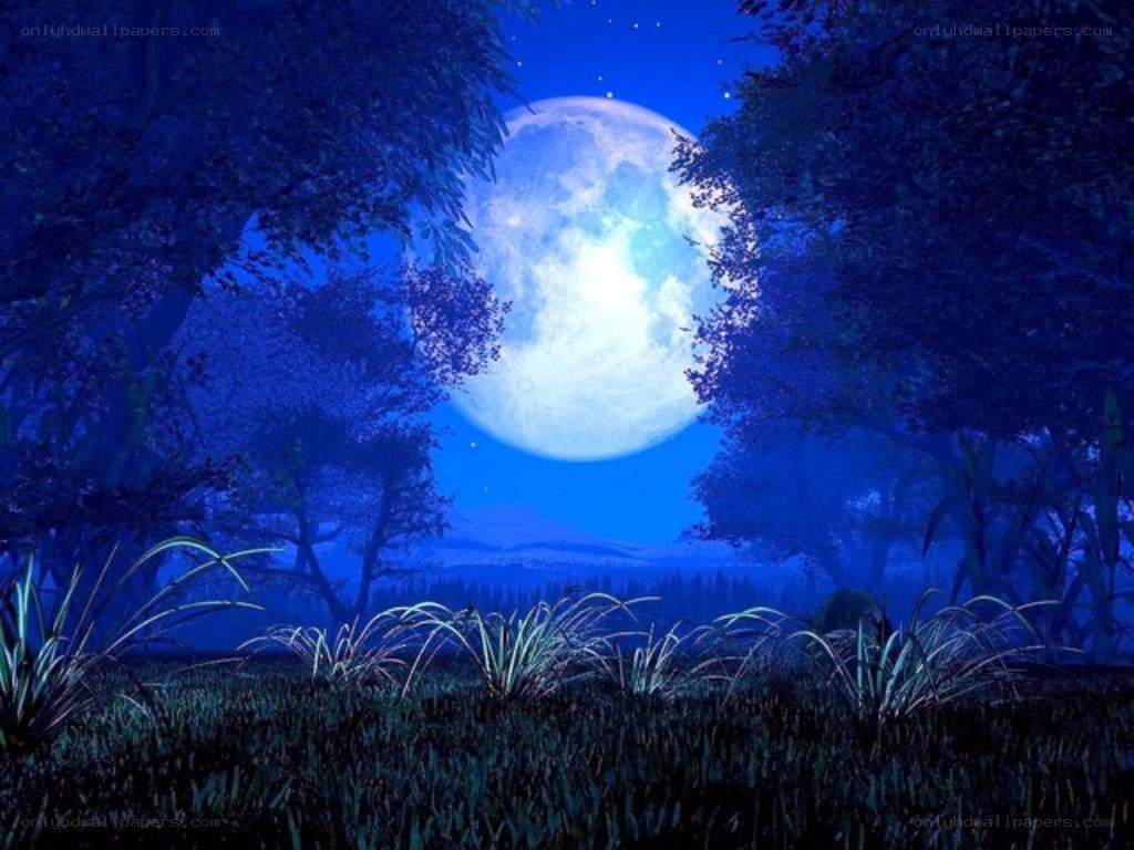 Moonlit forest at night