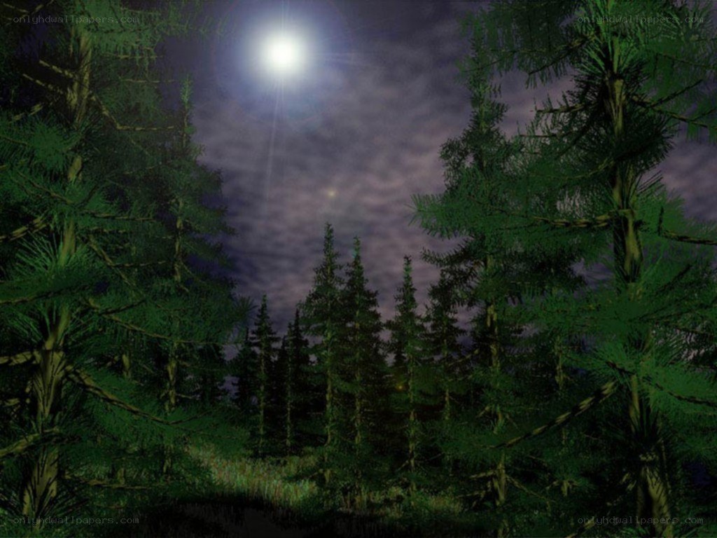 Moonlit forest at night