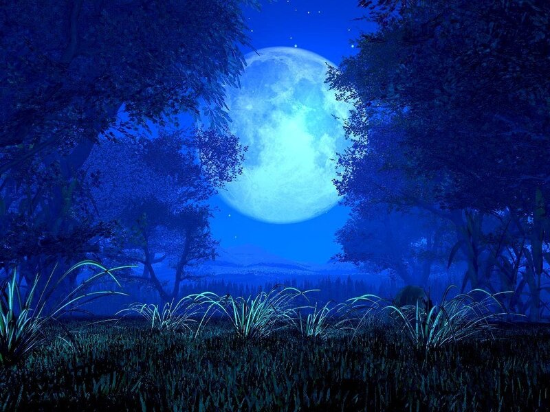 Moonlit forest at night