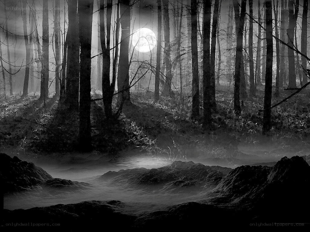 Moonlit forest at night