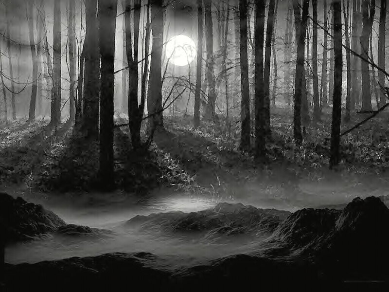 Moonlit forest at night