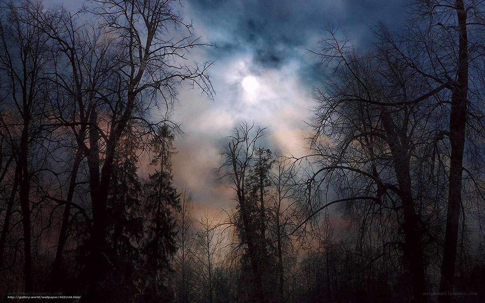 Moonlit forest at night