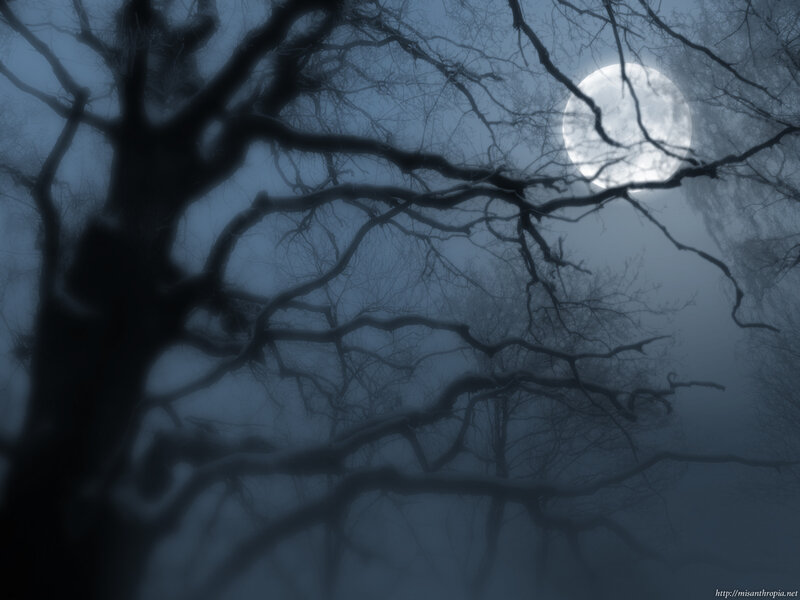 Moonlit forest at night