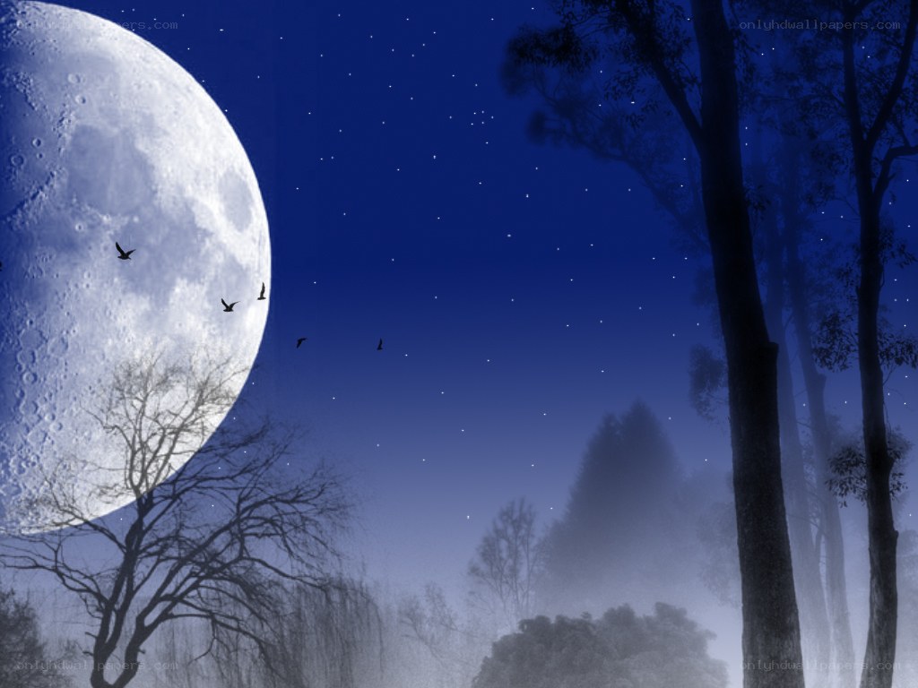 Moonlit forest at night