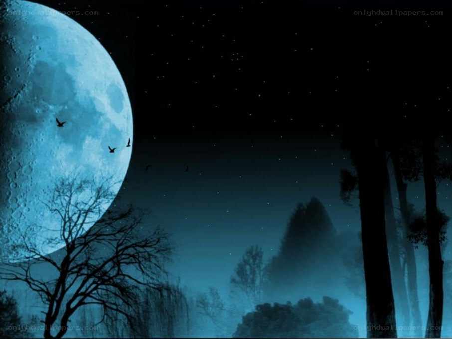 Moonlit forest at night