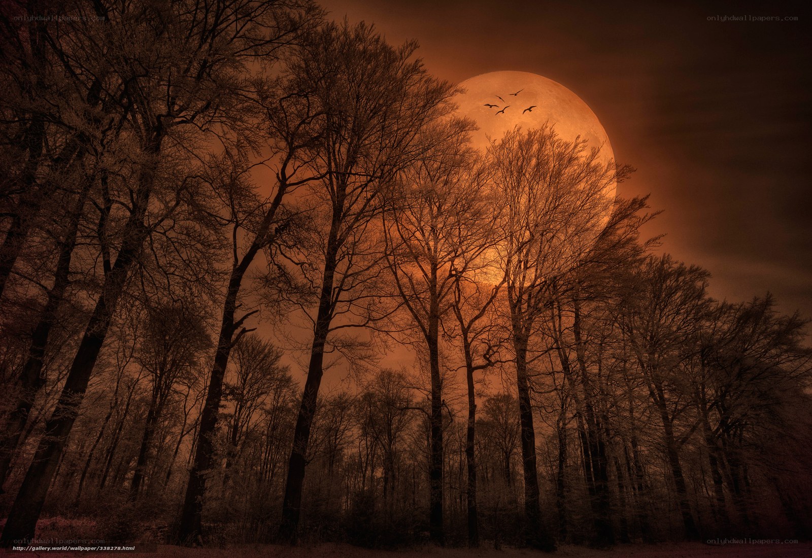 Moonlit forest at night