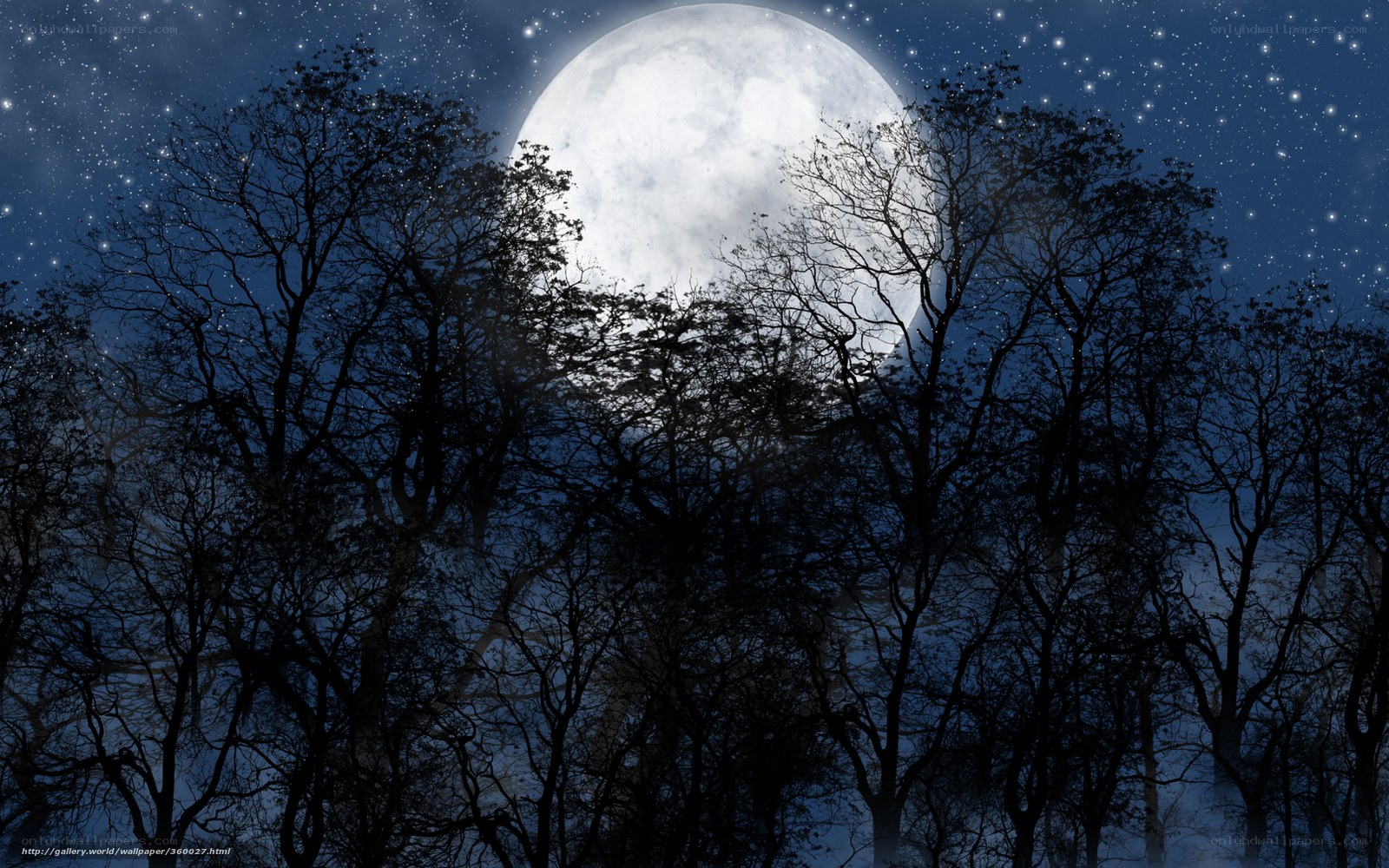 Moonlit forest at night