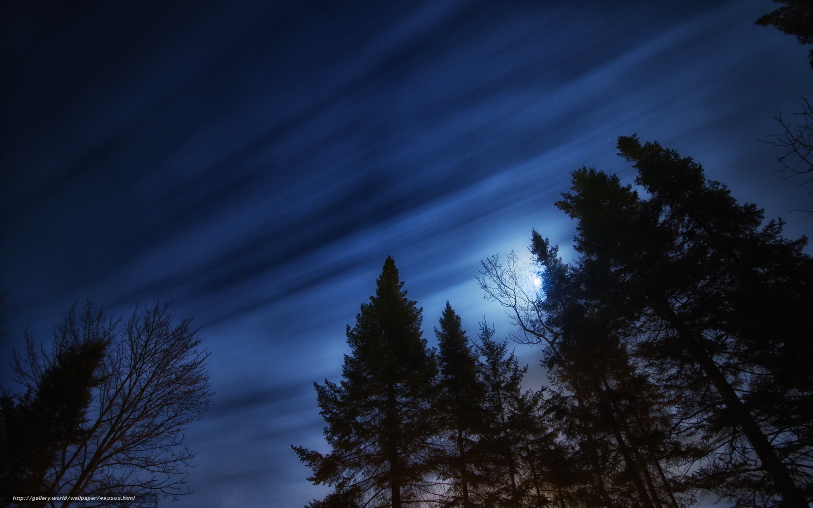 Moonlit forest at night