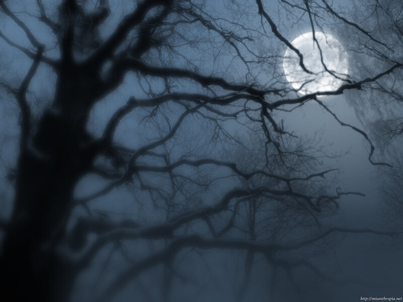 Moonlit forest at night