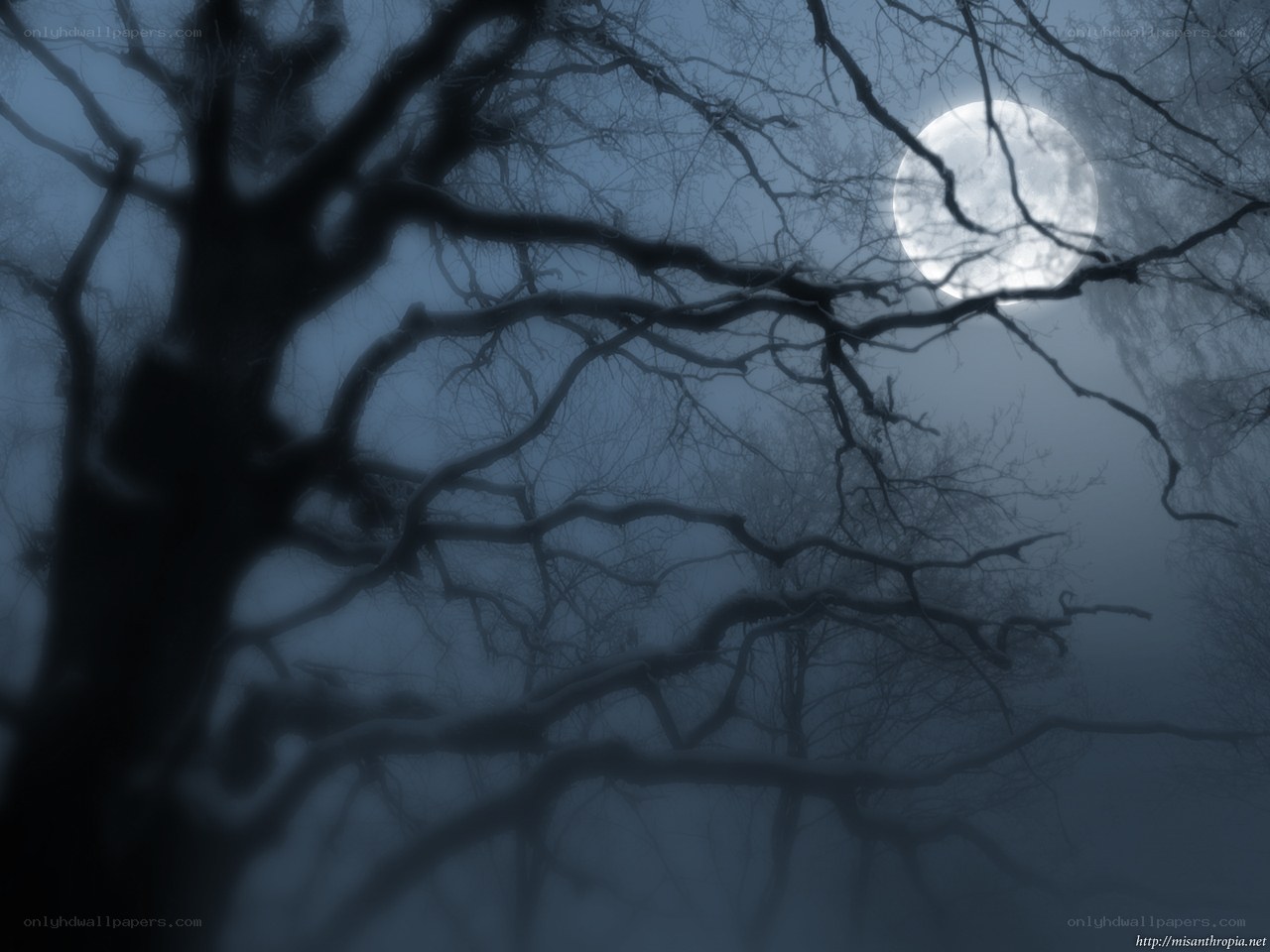 Moonlit forest at night