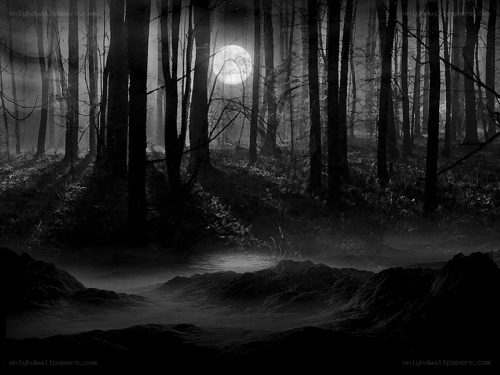 Moonlit forest at night