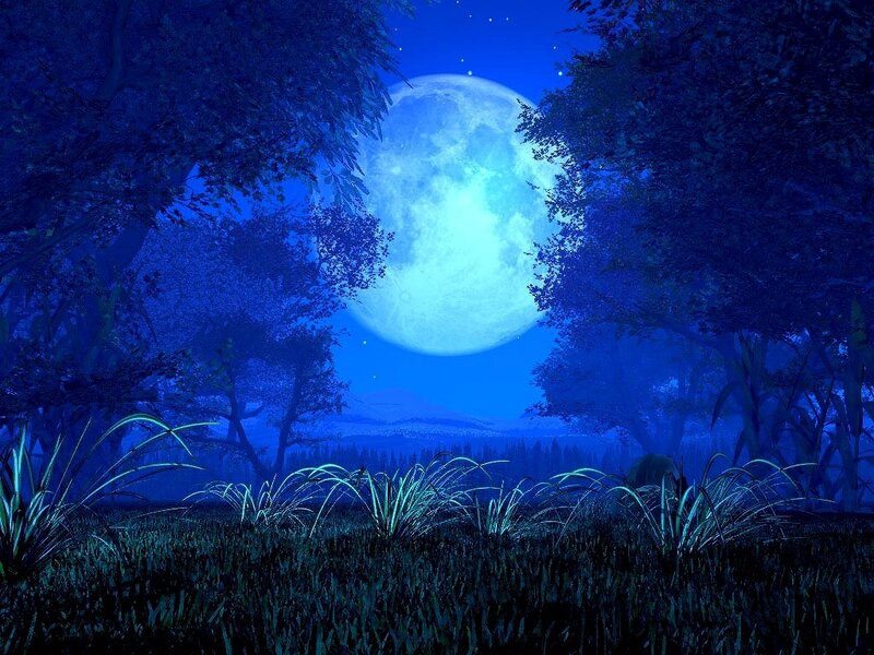 Moonlit forest at night