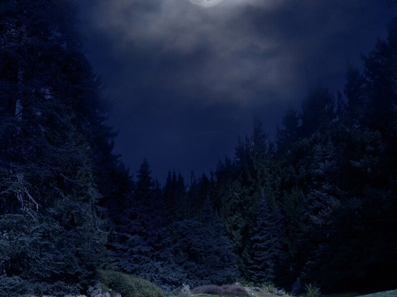 Moonlit Forest at Night — Blue