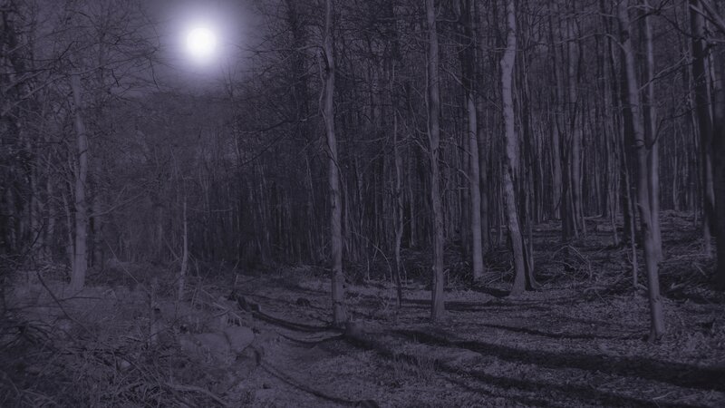Moonlit Forest at Night — Gray