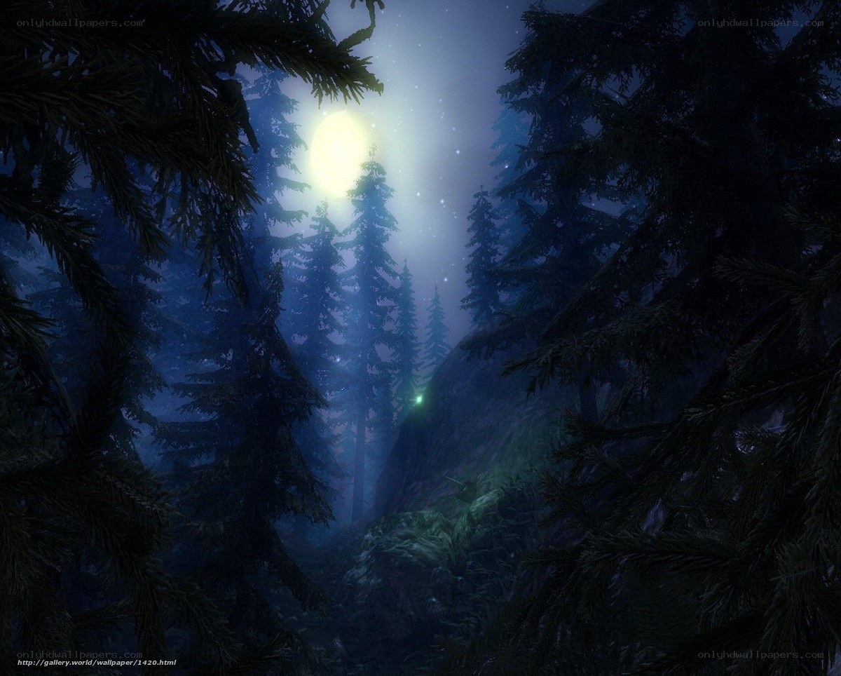 Moonlit forest at night