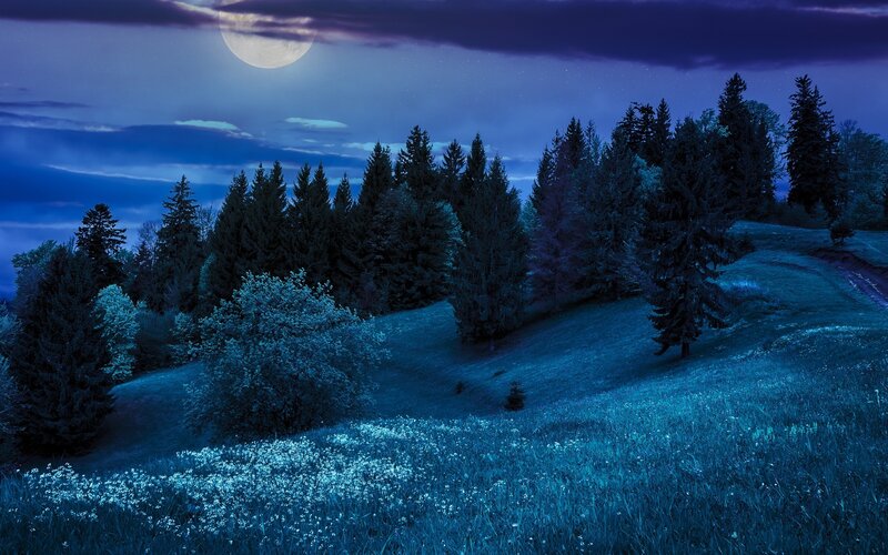 Moonlit Forest Hill
