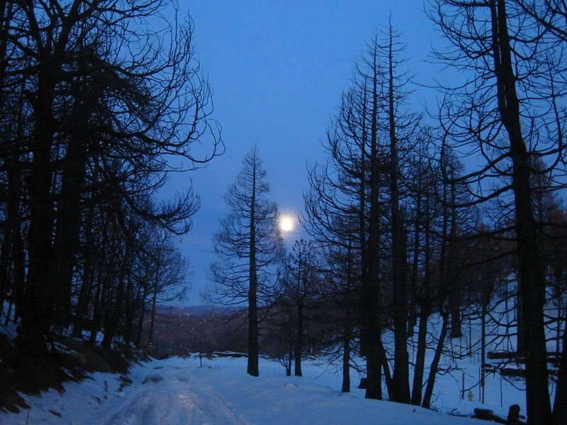 Moonlit forest path at dusk