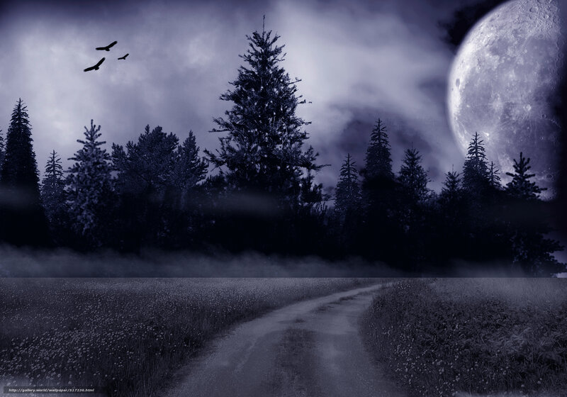 Moonlit forest path at night