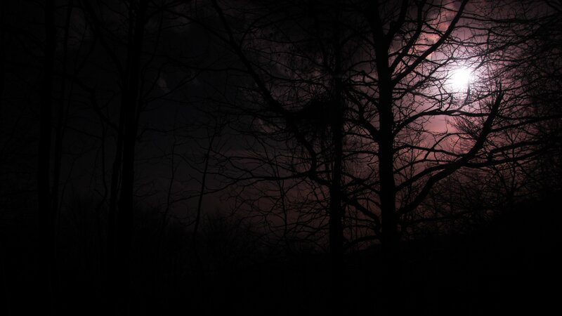 Moonlit forest silhouette