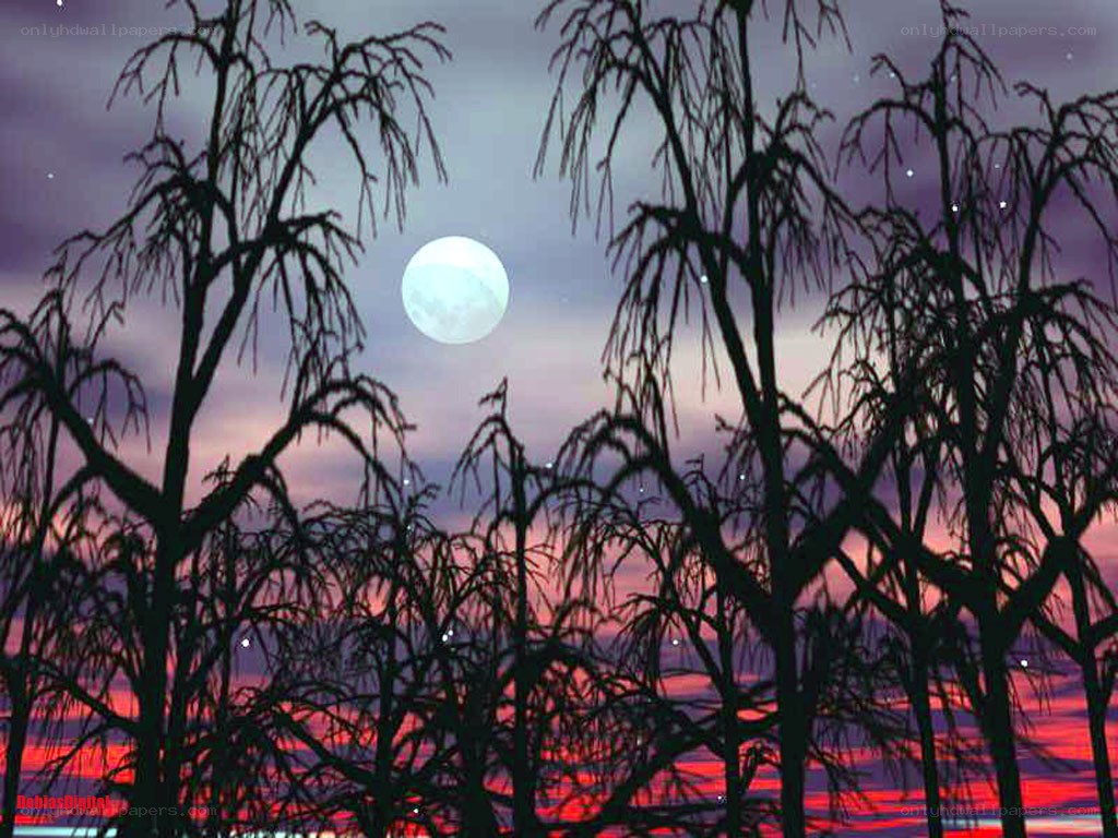 Moonlit forest silhouette