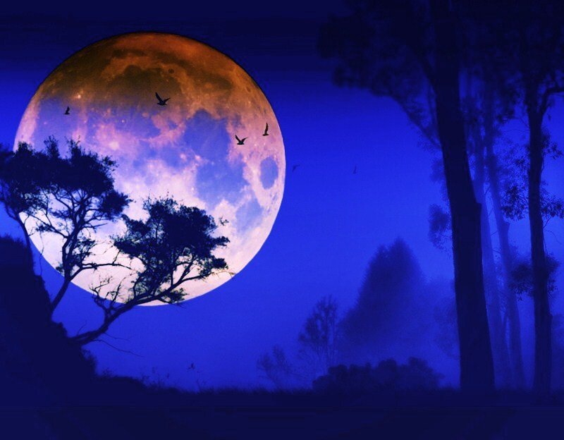 Moonlit forest with birds