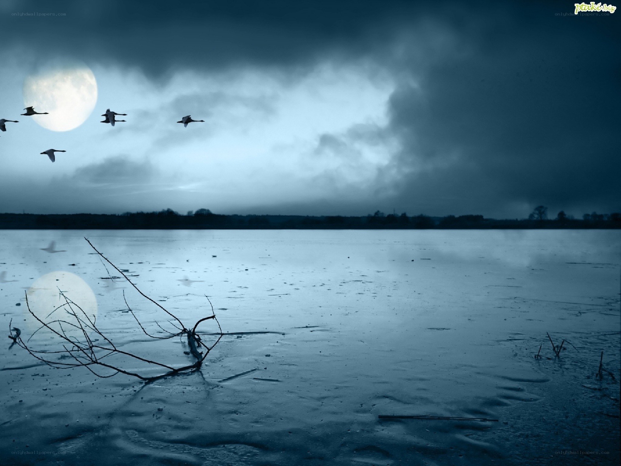 Moonlit lake with flying birds