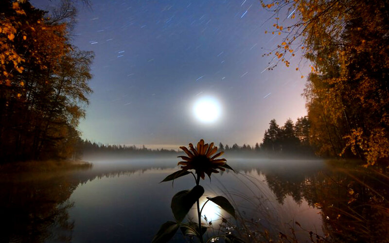 Moonlit lake with sunflower
