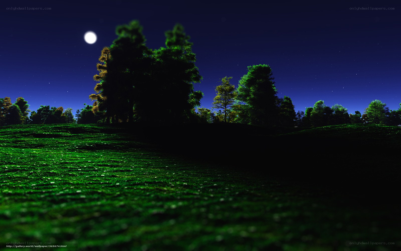 Moonlit Night in the Forest