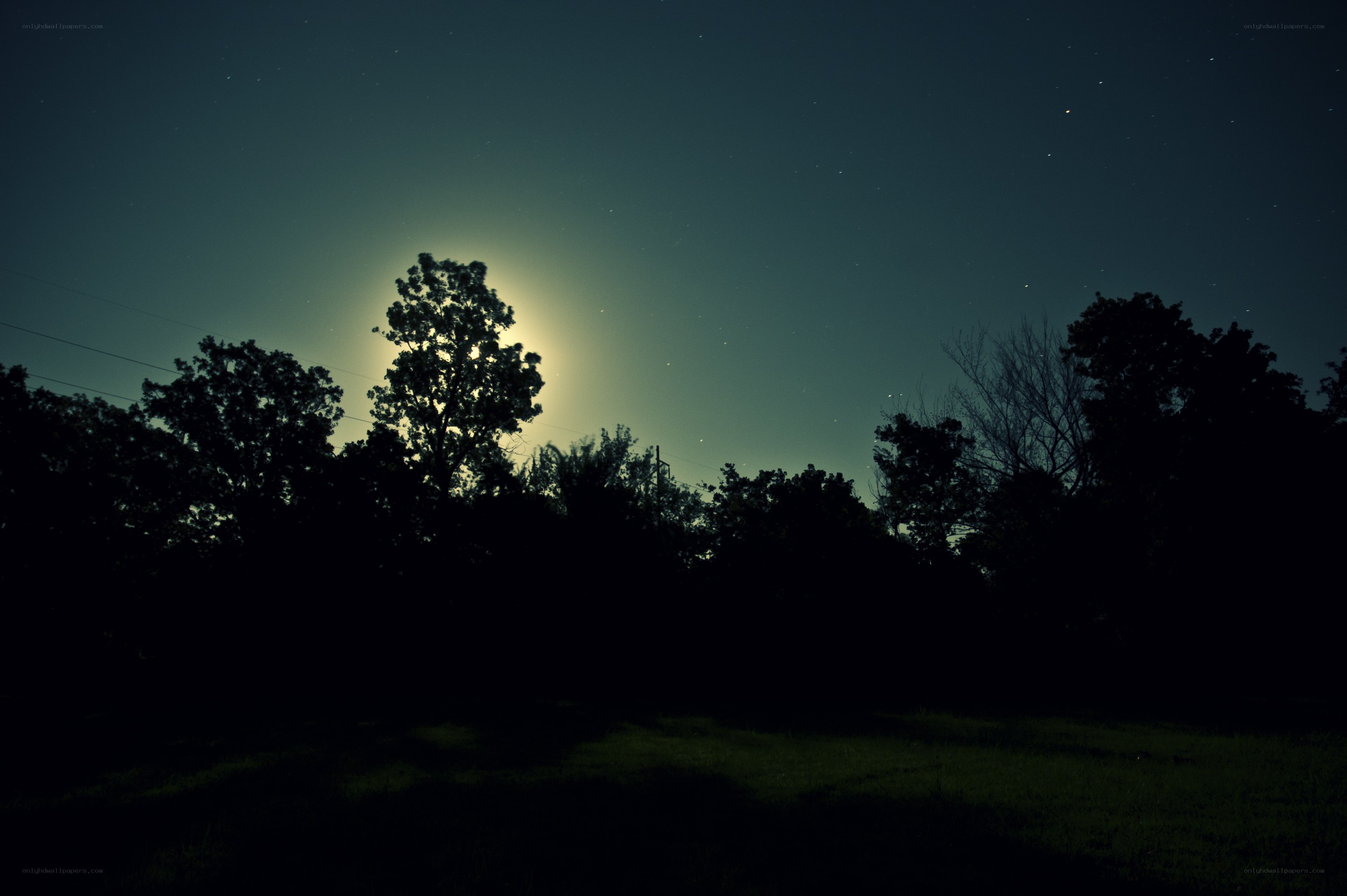 Moonlit night over trees
