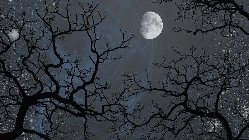 Moonlit night with bare trees