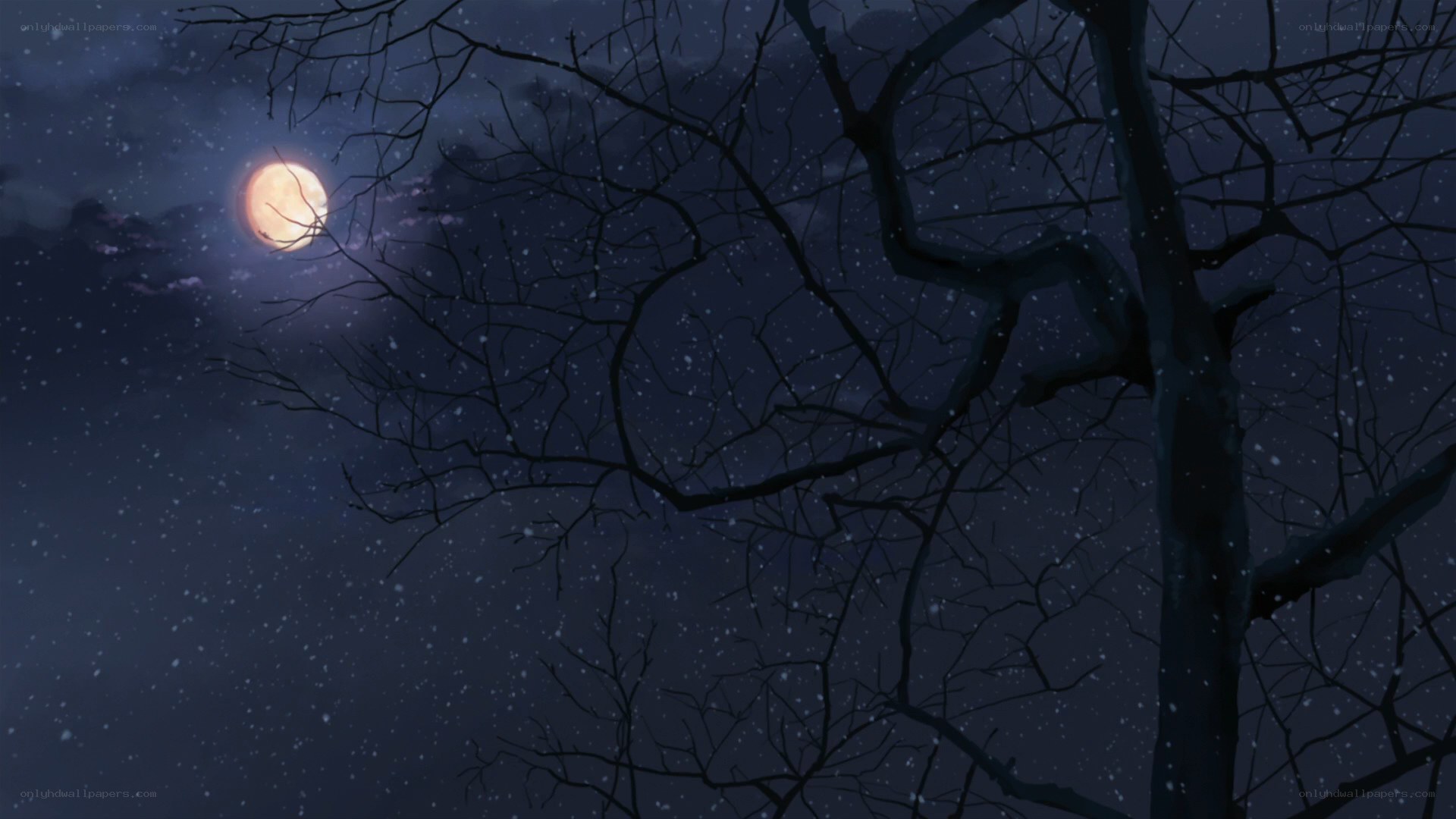 Moonlit night with bare trees