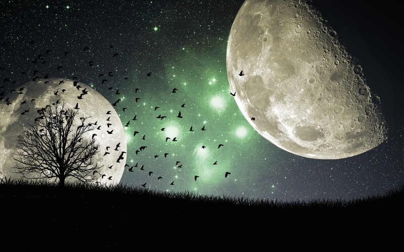 Moonlit night with birds