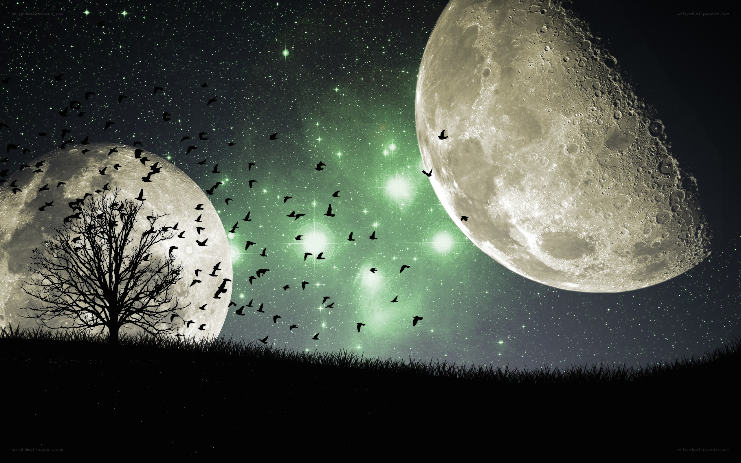 Moonlit night with birds