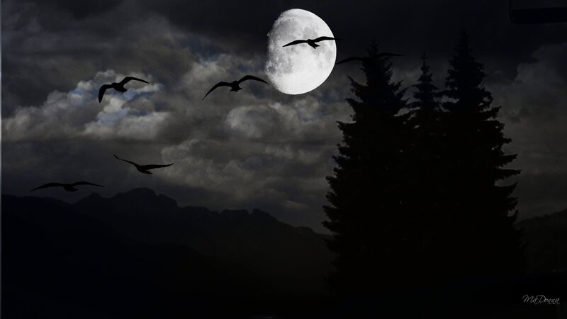 Moonlit night with flying birds