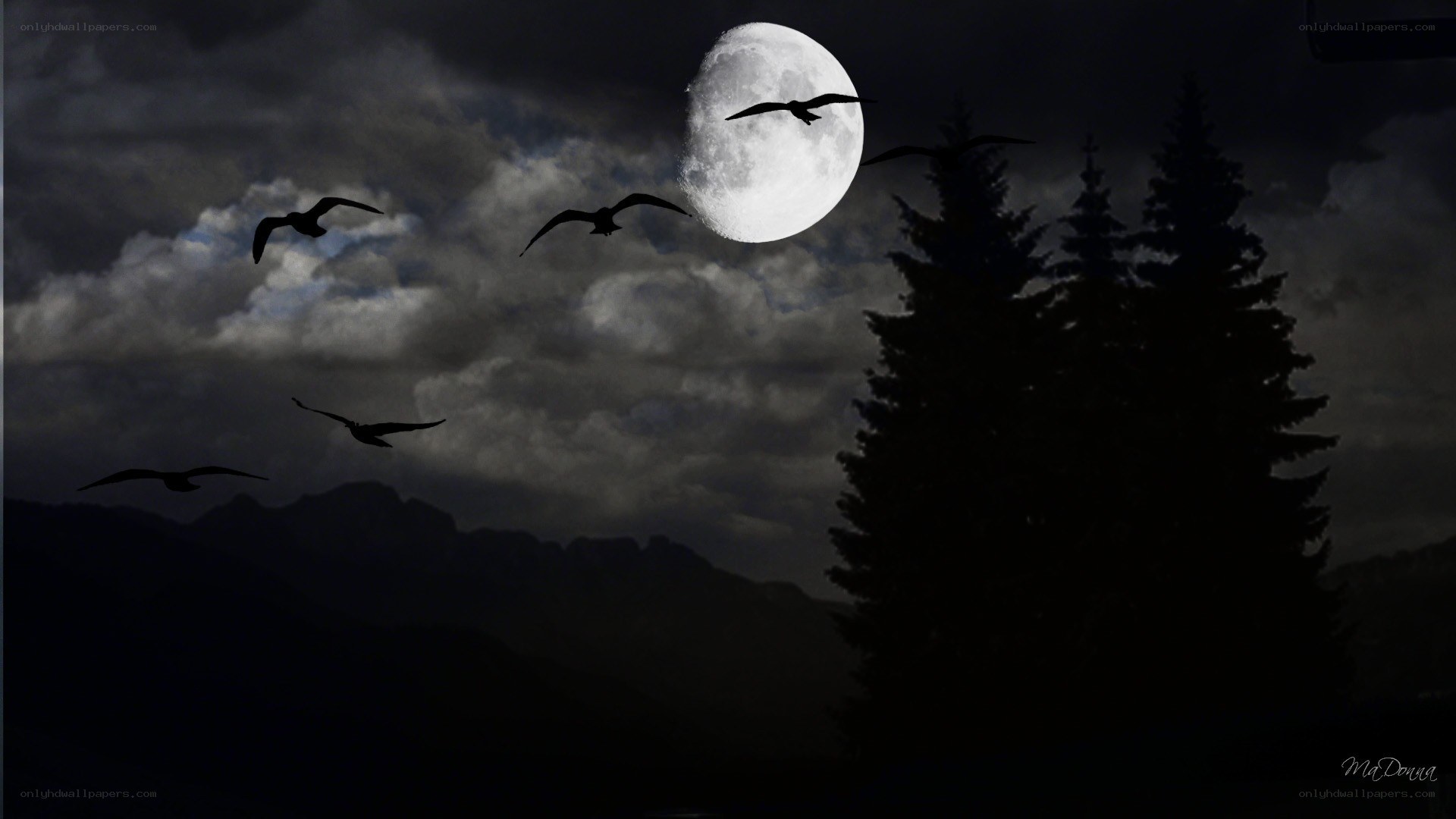 Moonlit night with flying birds